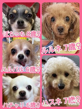 🐾今日の里親様募集中ワンコ🐶メンバーです🐾2023,6,1【保護犬カフェ天神橋店】